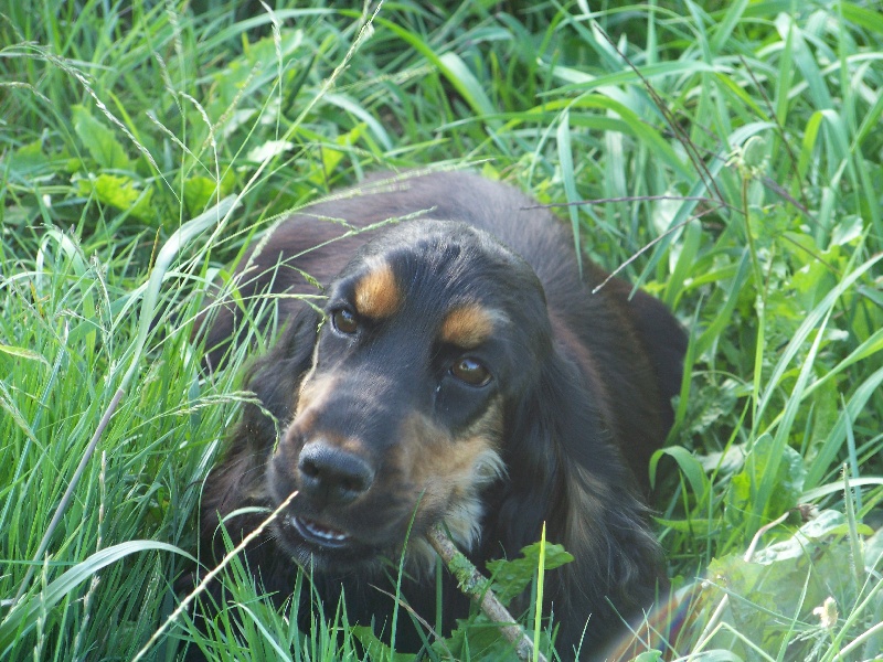 Dixie de made in Roques