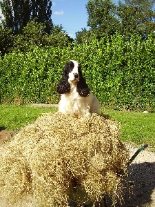 Betty boop de made in Roques