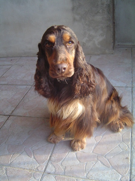 Brooklyn de made in Roques