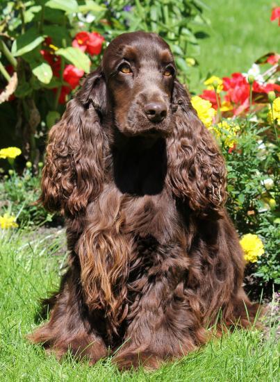 Eloona de made in Roques