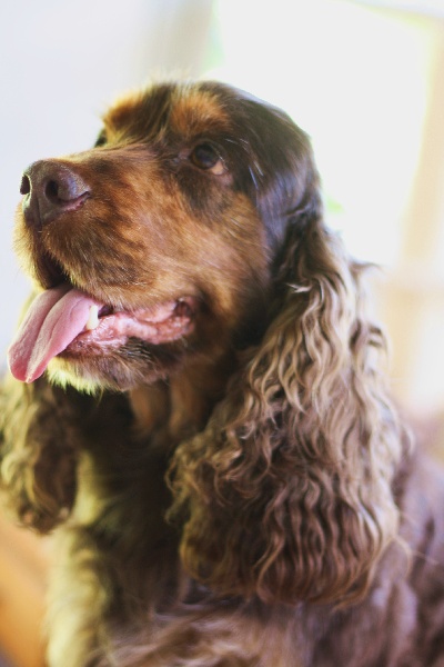 Cocker joe de made in Roques