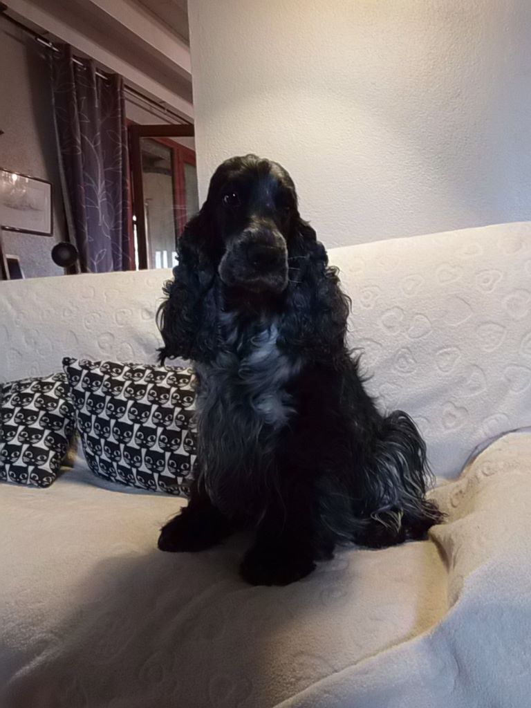 Epi dite (enji) de made in Roques